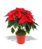  Vand Euphorbia,   Poinsetia (Steaua de craciun)