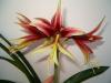  Bulbi de crini de ghiveci amaryllis (hippeastrum) de vanzare - oferta