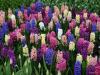  PETUNII, ZAMBILE, PRIMULE, MUSCATE, GOLXINIA, GAZANIA, PASELUTE, CRIZANTEME