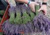  Floare de lavanda